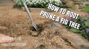 We did not find results for: How To Root Prune A Fig Tree Youtube