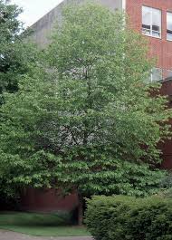 Image result for Searsia monticola