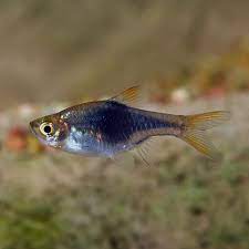 Line bred colour form of the native southeast asian t. Black Harlequin Rasbora Saltwater Aquarium Fish