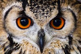 Jetzt neu oder gebraucht kaufen. Harry Potter S Owls Birdnote