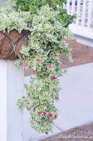 Mezoo Trailing Red My Favorite Succulent Flowering Succulents Hanging Succulents Plants