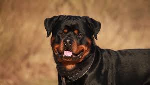 R&eacute;sultat de recherche d'images pour