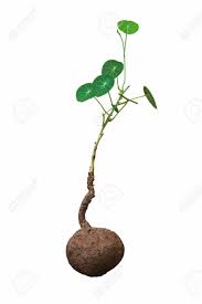 Maybe you would like to learn more about one of these? Stephania Erecta Craib Plant Home Decoration Plant Minimalist Stock Photo Picture And Royalty Free Image Image 151516937