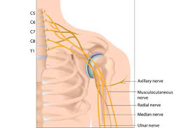 La causa más común de dolor cervical son las lesiones de las partes blandas, debidas a traumatismos o deterioro progresivo. Dolor Cervical Irradiado Por El Brazo Cervicobraquialgia Espaldaycuello Com