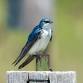 Stroll with a Naturalist: Bird Songsters – FREE