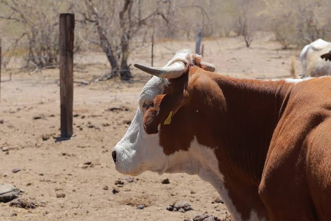 La planta que producirá 100 millones de moscas estériles por semana para salvar al ganado mexicano