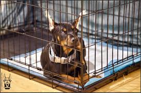 Jaki jest najlepszy sposób na przyzwyczajenie dobermana do klatki?