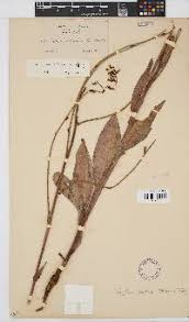 Image result for Globimetula rubripes