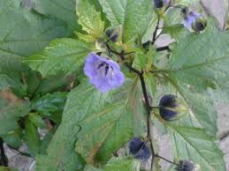 Image result for Nicandra physalodes