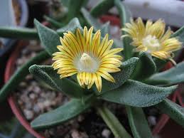 Image result for Nananthus aloides