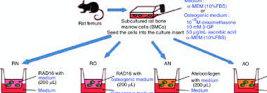 A manual of basic technique and specialized applications. Scheme Of The Preparation Of The Four Different Constructs For The Cell Download Scientific Diagram