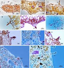 Image result for Blepharis katangensis