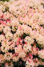 Rhododendron Percy Wiseman Photo In 2020 Rhododendron Flowering Shrubs Photo