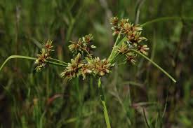 Image result for Cyperus sp. (ex Mariscus sp.no.2)