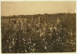 The cotton pickers