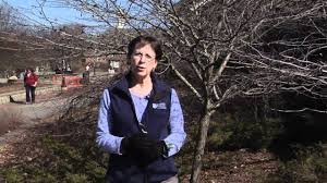 Maybe you would like to learn more about one of these? Pruning Ornamental Trees Youtube