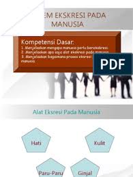 Zat sisa metabolisme harus dikeluarkan, karena akan menjadi racun apabila tetap di dalam tubuh. Sistem Ekskresi Pada Manusia