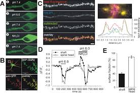 Along with diffusion process the use of selective masking to control junction geometry, makes possible the wide variety of devices available in the form of ic's. Figure 1 Lateral Diffusion Drives Constitutive Exchange Of Ampa Receptors At Dendritic Spines And Is Regulated By Spine Morphology Journal Of Neuroscience