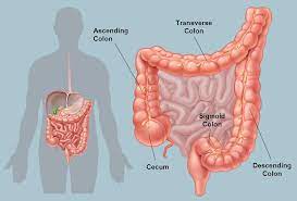 Other treatments, such as radiation therapy and chemotherapy, might also be recommended. Picture Of The Human Colon Anatomy Common Colon Conditions