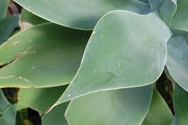Image result for Agave attenuata