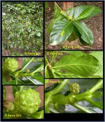 Image result for Morinda