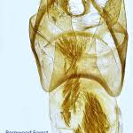 Image result for Stigmella roborella