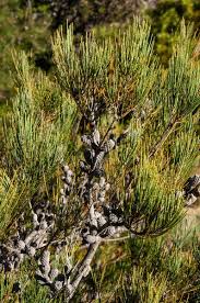 Image result for Casuarina littoralis