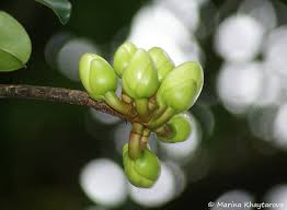 Image result for Pentadesma