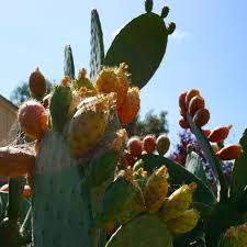 How do i get this thing out? How To Eat Prickly Pear A K A Cactus Fruit A K A Tunas 5 Steps Instructables