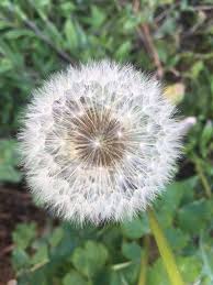 Image result for Taraxacum sp.