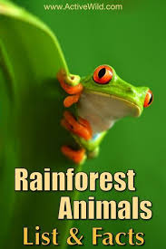 Rainforest Animals List With Pictures Facts Links To Further Information Rainforest Animals List Amazon Rainforest Animals Rainforest Animals