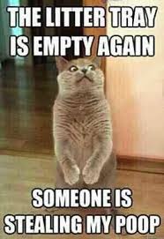 Too Funny Cats Funny Cat Captions Cute Cat Memes Funny Cat Photos