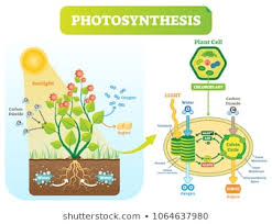 Photosynthesis Images Stock Photos Vectors Shutterstock