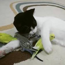 Ugur Akkafa Kedi Den Alinacak Dersler Ey Rasulum