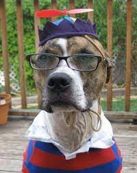 Because Of Walter Michael The Dog In The Propeller Hat Funny Animal Pictures Dogs Cute Dogs