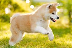 Animalssale found 15 american akita for sale in california, which meet your criteria. Japanese Akitainu Dog Breed Information American Kennel Club