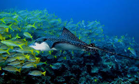 Image result for Cocos