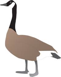 Illustrations Of Canada Geese Google Search Science Images Illustration Canada Goose