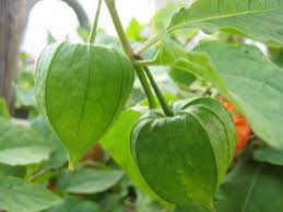 It is the basal calyx (composed of sepals) of these flowers that develop to the bright orange papery covering of the fruits. Nightshade Series 1 Chinese Lantern Berlin Plants Reading History In The Green Spaces Of The City