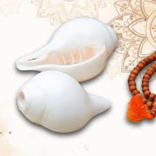 Vamavarthi Shankh-White Vamavarthi Shankh-Blowing Shankh At Rs 500/Piece |  Natural Shankh In Ramanathapuram | Id: 2850388353591