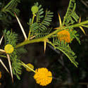 Image result for Acacia tenuispina