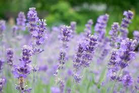 Welche teile müssen beim lavendel geschnitten werden? Lavendel Schneiden Wann Und Wie Viel Botanik Guide