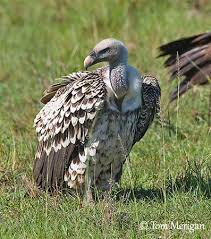 Image result for Gutenbergia rueppellii