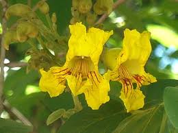 Image result for Markhamia obtusifolia