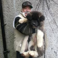 Check Out This Big Boy A Long Haired Akita Imgur Akita Puppies Akita Dog Japanese Akita