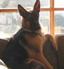 Find out about their temperaments, traits, puppy costs & more! 6 Months Old German Shepherd Puppy Ruger