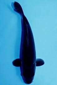 Maybe you would like to learn more about one of these? Aris Lim Arislim41215 Profil Pinterest