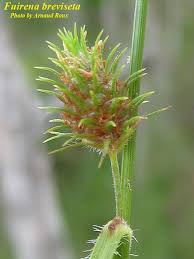 Image result for Fuirena pubescens