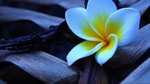 1366x768 desktop wallpapers, hd backgrounds. 49 Full Hd Wallpapers 1366x768 Car On Wallpapersafari