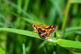 Image result for Warneckea cordiformis